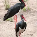 Cigogne noire
