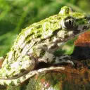 Pélodyte ponctué