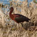 Ibis falcinelle
