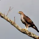 Aigle de Bonelli