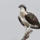 Balbuzard pêcheur