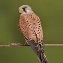 Faucon crécerelle