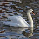 Cygne tuberculé