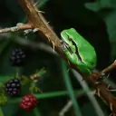 Rainette verte