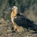 Gypaète barbu