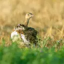 Outarde canepetière