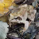 Grenouille agile