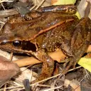 Grenouille rousse