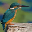 Martin-pêcheur d'Europe
