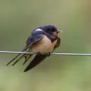 Hirondelle rustique