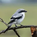 Pie-grièche grise