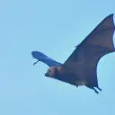 Renard volant de Maurice