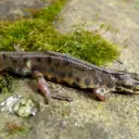 Triton ponctué