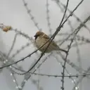 Moineau friquet