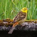 Bruant jaune