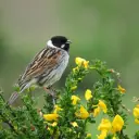 Bruant des roseaux