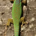 Gecko vert de Manapany
