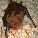 Grande Noctule