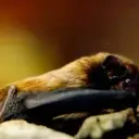 Noctule de Leisler