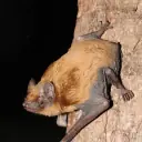 Noctule commune