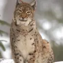 Lynx boréal