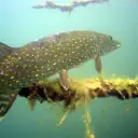Brochet