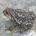 Crapaud épineux