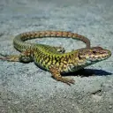 Lézard des murailles