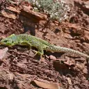 Lézard ocellé