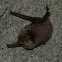Minioptère de Schreibers