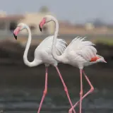 Flamant rose