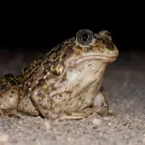 Pélobate cultripède