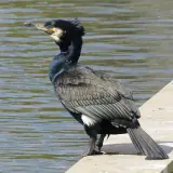 Grand Cormoran