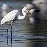 Grande Aigrette