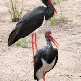 Cigogne noire