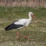 Cigogne blanche