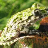 Pélodyte ponctué