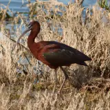 Ibis falcinelle