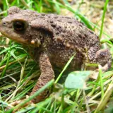 Crapaud commun