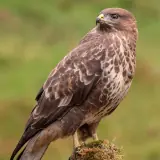 Buse variable
