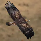Aigle royal