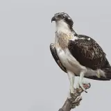 Balbuzard pêcheur