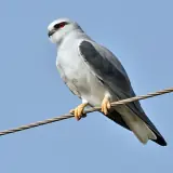 Élanion blanc