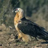 Gypaète barbu
