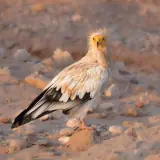 Vautour percnoptère