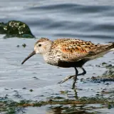 Bécasseau variable