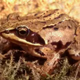 Grenouille des champs