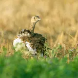 Outarde canepetière