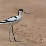 Avocette élégante