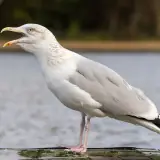 Goéland argenté